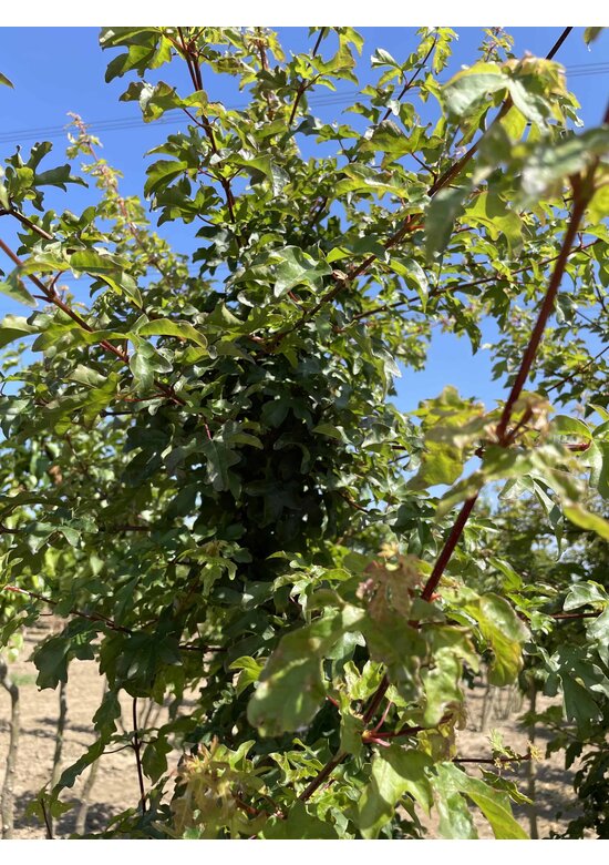 Feldahorn 'Elsrijk' - Mehrstämmig | Acer campestre 'Elsrijk'