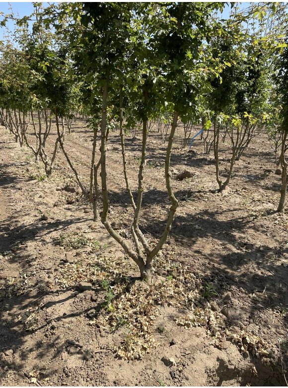 Feldahorn 'Elsrijk' - Mehrstämmig | Acer campestre 'Elsrijk' Feldahorn 'Elsrijk' - Mehrstämmig | Acer campestre 'Elsrijk'