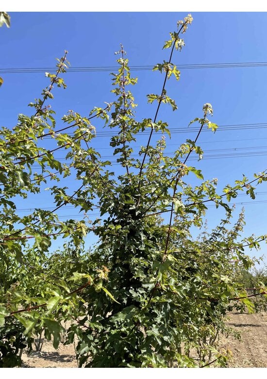 Feldahorn 'Elsrijk' - Mehrstämmig | Acer campestre 'Elsrijk'