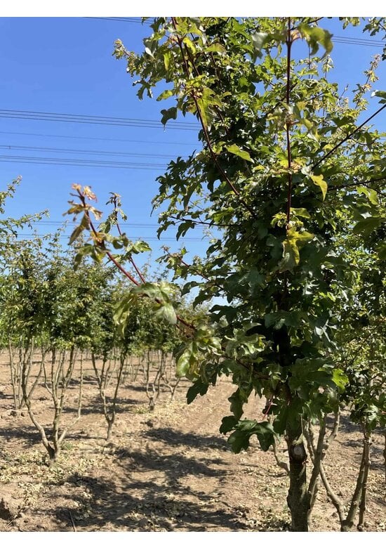 Feldahorn 'Elsrijk' - Mehrstämmig | Acer campestre 'Elsrijk'