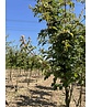 Feldahorn 'Elsrijk' - Mehrstämmig | Acer campestre 'Elsrijk'