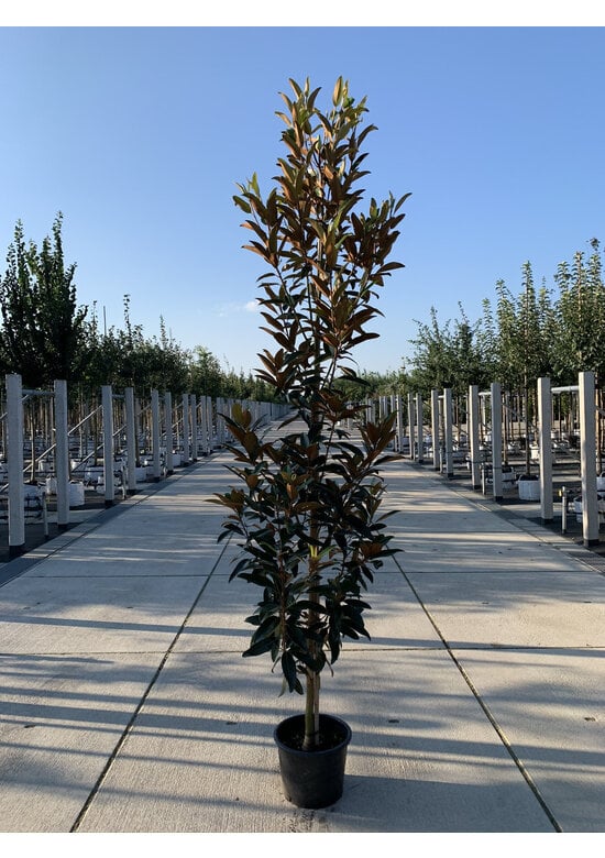 Magnolie 'Alta' | Magnolia grandiflora 'Alta'