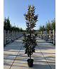 Magnolie 'Alta' | Magnolia grandiflora 'Alta'