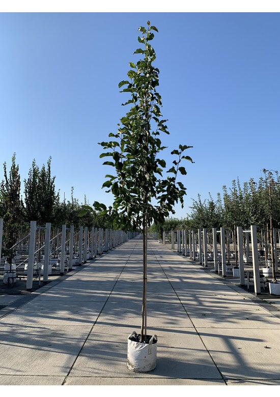 Rotblütige Magnolie 'Spectrum' | Magnolia 'Spectrum'