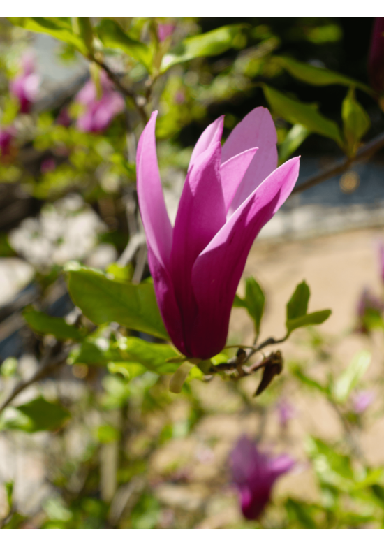 Purpur-Magnolie 'Susan' | Magnolia liliiflora 'Susan'