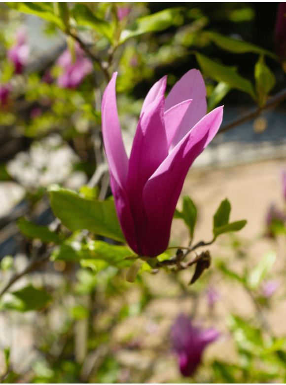 Purpur-Magnolie 'Susan' | Magnolia liliiflora 'Susan' Purpur-Magnolie 'Susan' | Magnolia liliiflora 'Susan'