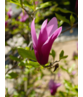 Purpur-Magnolie 'Susan' | Magnolia liliiflora 'Susan'