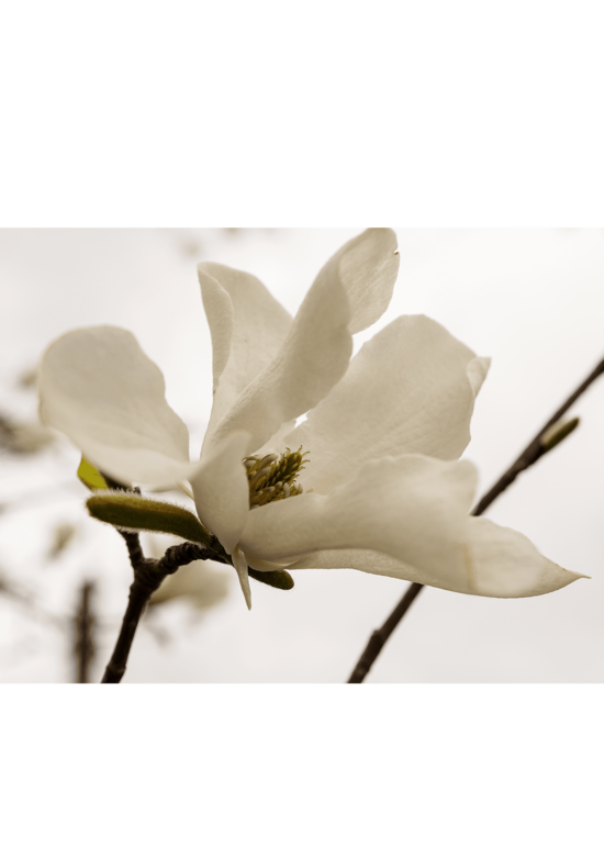 Schirm-Magnolie - Mehrstämmig | Magnolia tripetala