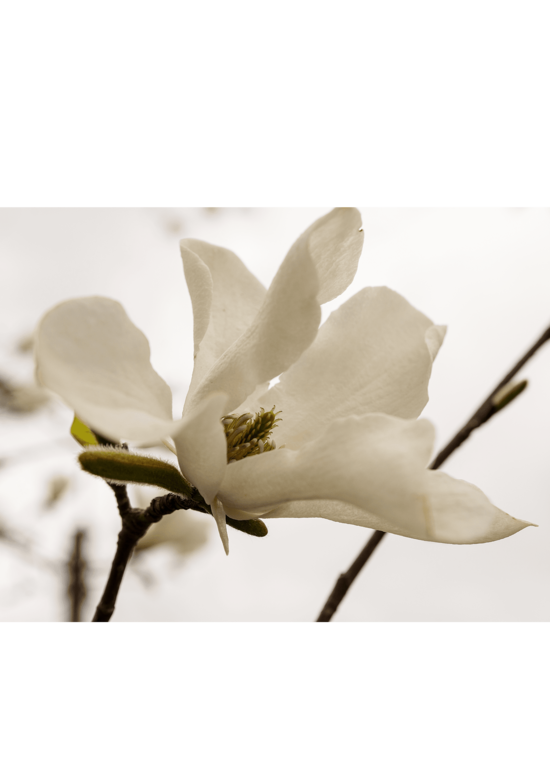 Schirm-Magnolie - Mehrstämmig | Magnolia tripetala