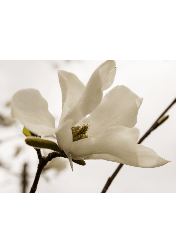 Schirm-Magnolie | Magnolia tripetala Schirm-Magnolie | Magnolia tripetala