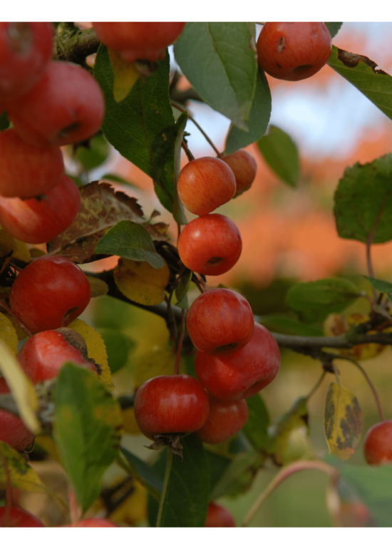 Zierapfel 'Evereste' als spalier | Malus 'Evereste'