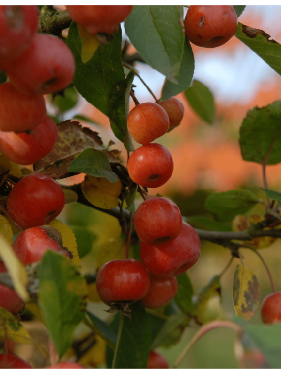 Zierapfel 'Evereste' - Mehrstämmig | Malus 'Evereste' Zierapfel 'Evereste' - Mehrstämmig | Malus 'Evereste'