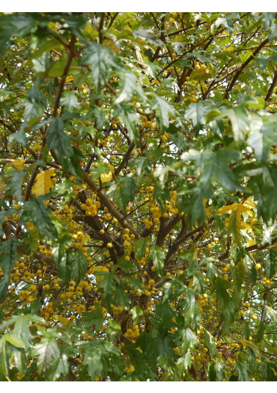 Toringo-Apfel 'Brouwers Beauty' | Malus toringo 'Brouwers Beauty'