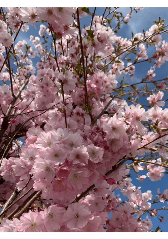 Zierkirsche 'Accolade' - Mehrstämmig | Prunus 'Accolade'