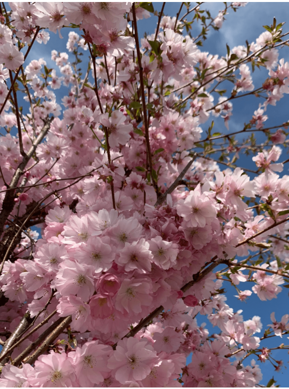 Zierkirsche 'Accolade' - Mehrstämmig | Prunus 'Accolade' Zierkirsche 'Accolade' - Mehrstämmig | Prunus 'Accolade'