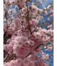 Zierkirsche 'Accolade' - Mehrstämmig | Prunus 'Accolade' Zierkirsche 'Accolade' - Mehrstämmig | Prunus 'Accolade'