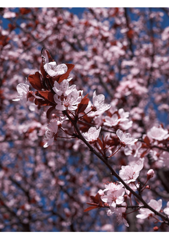 Blutpflaume Baum | Prunus cerasifera 'Nigra'