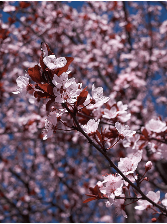 Blutpflaume | Prunus cerasifera 'Nigra' Blutpflaume | Prunus cerasifera 'Nigra'
