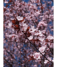 Blutpflaume  | Prunus cerasifera 'Nigra'