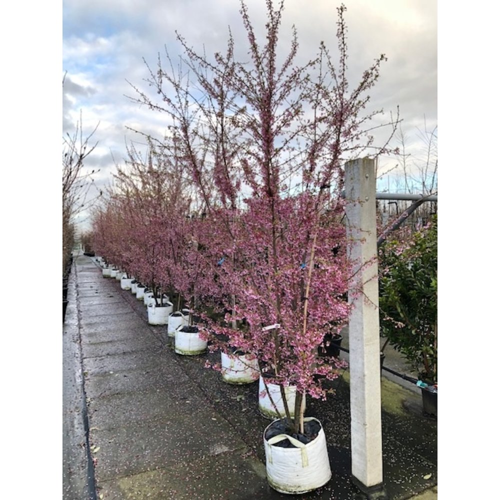 Zierkirsche Okame Mehrstämmig kaufen? Perfekt für jeden Garten Venovi