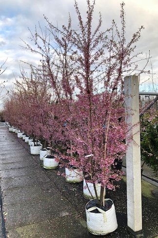 Zierkirsche 'Okame' Mehrstämmig | Prunus 'Okame' Zierkirsche 'Okame' Mehrstämmig | Prunus 'Okame'