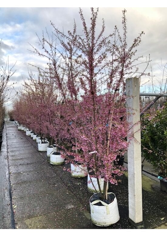 Zierkirsche 'Okame' Mehrstämmig | Prunus 'Okame'