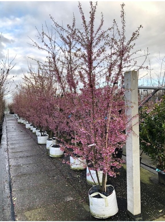 Zierkirsche 'Okame' - Mehrstämmig | Prunus 'Okame' Zierkirsche 'Okame' - Mehrstämmig | Prunus 'Okame'