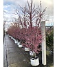 Zierkirsche 'Okame' Mehrstämmig | Prunus 'Okame'