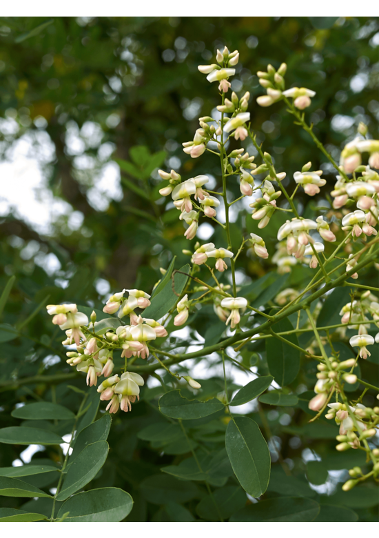 Japanischer Schnurbaum 'Regent' | Styphnolobium japonicum 'Regent'