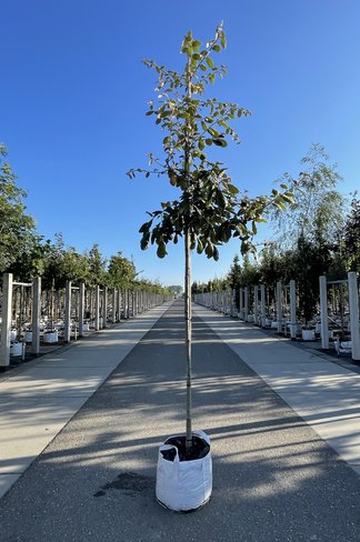 Eiche ‘White House Farm’ | Quercus crassifolia ‘White House Farm’ Eiche ‘White House Farm’ | Quercus crassifolia ‘White House Farm’