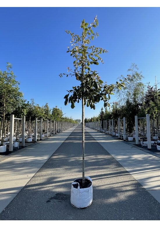 Eiche ‘White House Farm’ | Quercus crassifolia ‘White House Farm’