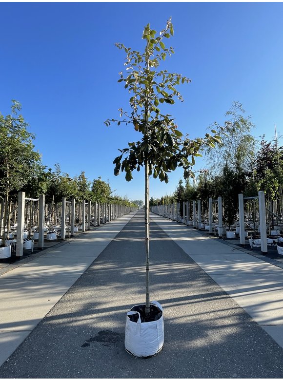 Eiche ‘White House Farm’ | Quercus crassifolia ‘White House Farm’ Eiche ‘White House Farm’ | Quercus crassifolia ‘White House Farm’