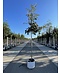 Venovi GmbH Eiche ‘White House Farm’ | Quercus crassifolia ‘White House Farm’