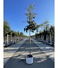 Eiche ‘White House Farm’ | Quercus crassifolia ‘White House Farm’