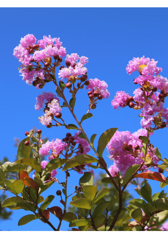Kreppmyrte - Kräuselmyrte 'Muskogee' | Lagerstroemia indica 'Muskogee'
