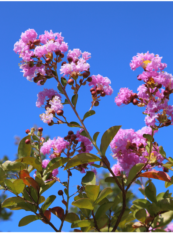 Kreppmyrte - Kräuselmyrte 'Muskogee' | Lagerstroemia indica 'Muskogee' Kreppmyrte - Kräuselmyrte 'Muskogee' | Lagerstroemia indica 'Muskogee'