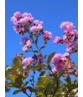 Kreppmyrte - Kräuselmyrte 'Muskogee' | Lagerstroemia indica 'Muskogee'