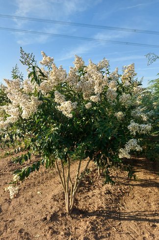 Kräuselmyrte ‘Natchez’ - Mehrstämmig | Lagerstroemia ‘Natchez’