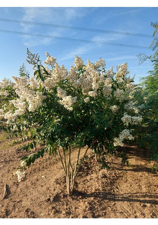 Kräuselmyrte ‘Natchez’ - Mehrstämmig | Lagerstroemia ‘Natchez’