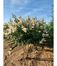Kräuselmyrte ‘Natchez’ - Mehrstämmig | Lagerstroemia ‘Natchez’