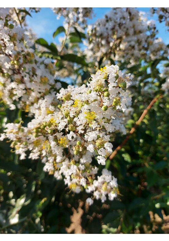 Kräuselmyrte ‘Natchez’ - Mehrstämmig | Lagerstroemia ‘Natchez’