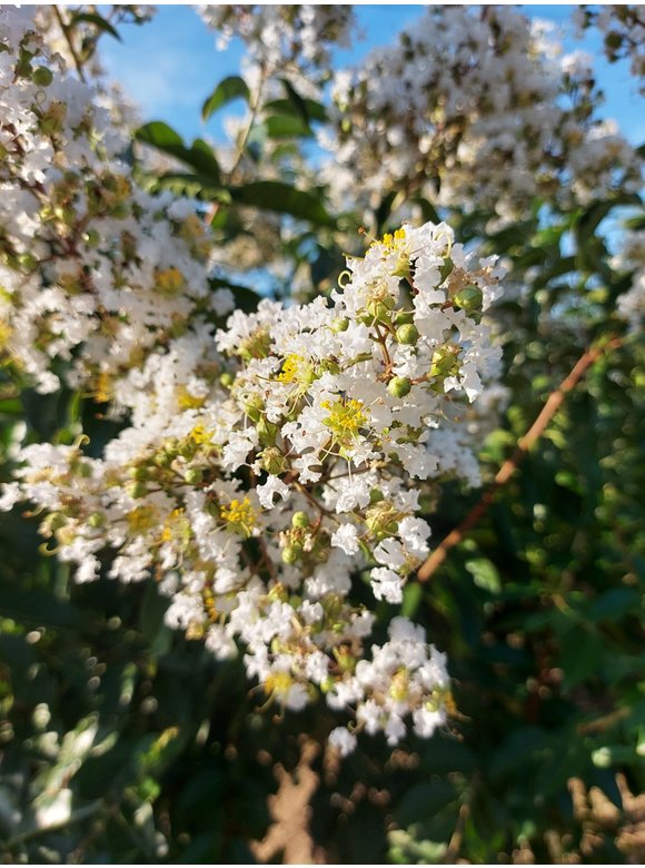 Kräuselmyrte ‘Natchez’ - Mehrstämmig | Lagerstroemia ‘Natchez’ Kräuselmyrte ‘Natchez’ - Mehrstämmig | Lagerstroemia ‘Natchez’
