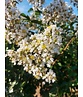 Kräuselmyrte ‘Natchez’ - Mehrstämmig | Lagerstroemia ‘Natchez’