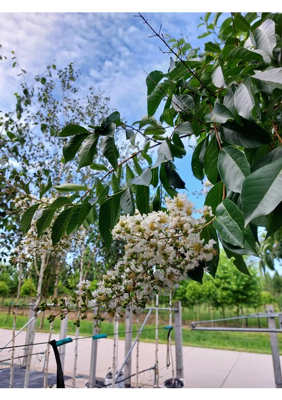 Kräuselmyrte ‘Natchez’ - Mehrstämmig | Lagerstroemia ‘Natchez’