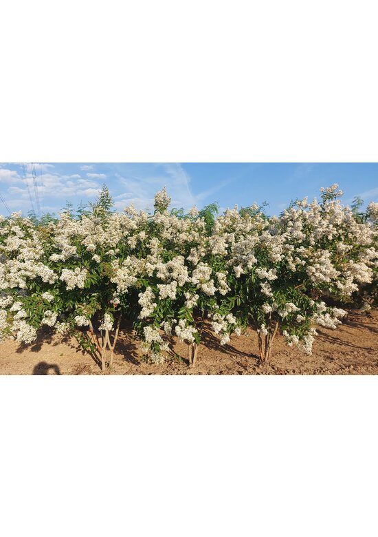 Kräuselmyrte ‘Natchez’ - Mehrstämmig | Lagerstroemia ‘Natchez’