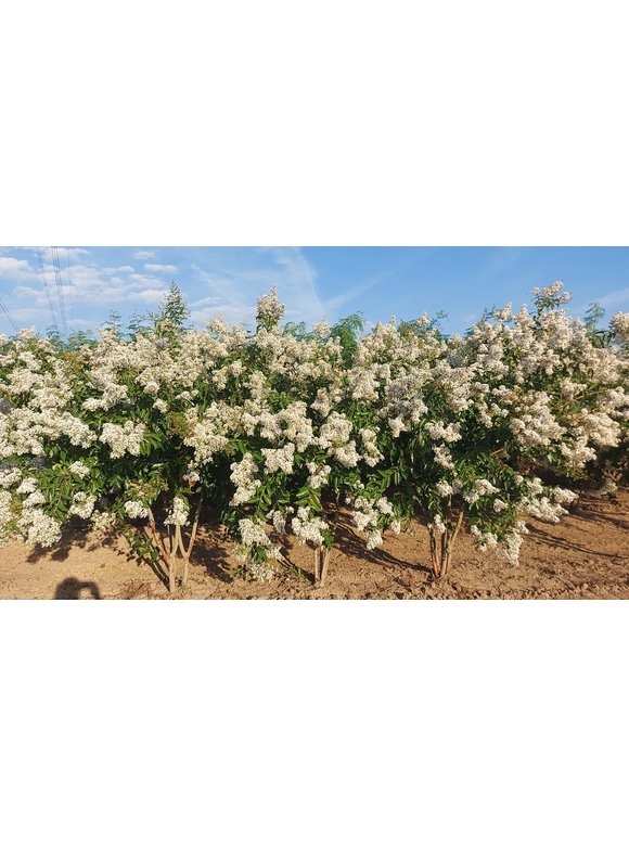 Kräuselmyrte ‘Natchez’ - Mehrstämmig | Lagerstroemia ‘Natchez’ Kräuselmyrte ‘Natchez’ - Mehrstämmig | Lagerstroemia ‘Natchez’