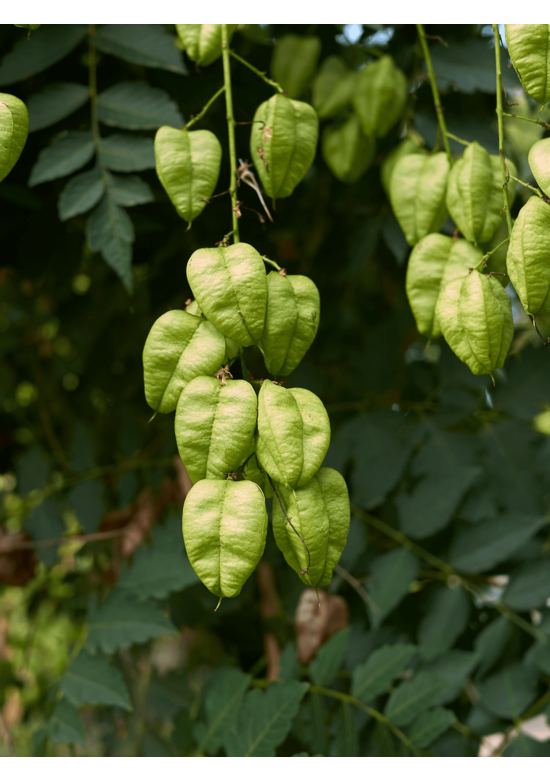 Säulen-Blasenbaum 'Fastigiata' - Stammbusch | Koelreuteria paniculata 'Fastigiata'