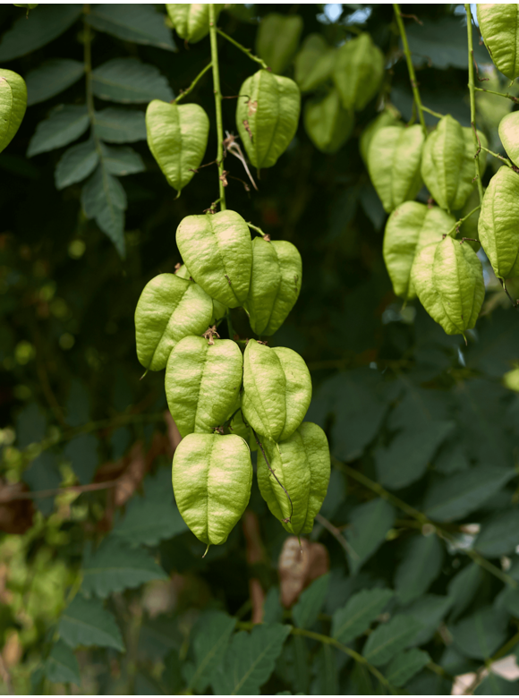 Säulen-Blasenbaum 'Fastigiata' - Stammbusch | Koelreuteria paniculata 'Fastigiata' Säulen-Blasenbaum 'Fastigiata' - Stammbusch | Koelreuteria paniculata 'Fastigiata'
