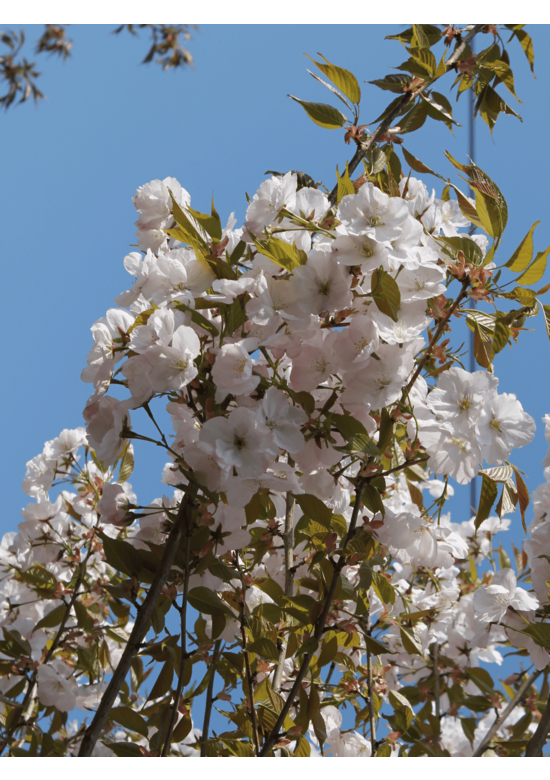Zierkirsche 'Sunset Boulevard' | Prunus serrulata 'Sunset Boulevard' Zierkirsche 'Sunset Boulevard' | Prunus serrulata 'Sunset Boulevard'