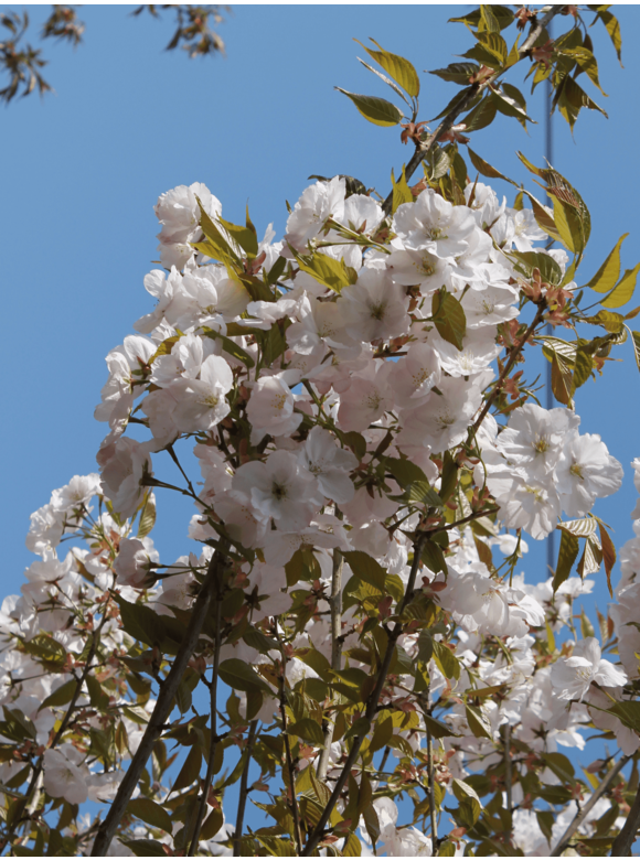 Zierkirsche 'Sunset Boulevard' | Prunus serrulata 'Sunset Boulevard' Zierkirsche 'Sunset Boulevard' | Prunus serrulata 'Sunset Boulevard'